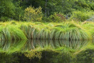 Stump sack sail (Carex paniculata), sour grasses (Poaceae), Moosbachtal, Dahn, Dahner Felsenland,