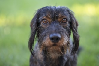 Rough-haired dachshund (Canis lupus familiaris) male, 4 years, animal portrait, attentive,