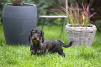 Rough-haired dachshund (Canis lupus familiaris) male, 4 years, attentive, in a meadow, in garden,