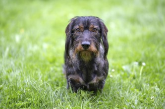 Rough-haired dachshund (Canis lupus familiaris) male, 4 years old, alert, on a meadow, Stuttgart,