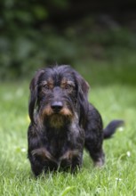 Rough-haired dachshund (Canis lupus familiaris) male, 4 years old, alert, on a meadow, Stuttgart,