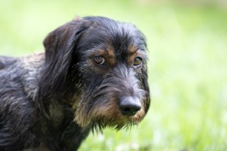 Rough-haired dachshund (Canis lupus familiaris) male, 4 years, animal portrait, gestures,