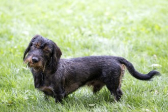 Rough-haired dachshund (Canis lupus familiaris) male, 4 years old, alert, in a meadow, head tilted,