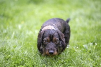 Rough-haired dachshund (Canis lupus familiaris) male, 4 years, crouched, creeping up, in a meadow,