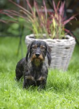 Rough-haired dachshund (Canis lupus familiaris) male, 4 years, attentive, in a meadow, in garden,