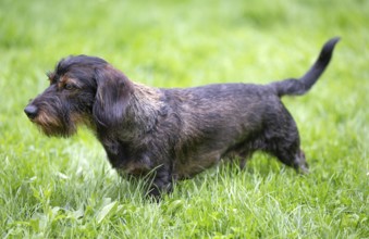 Rough-haired dachshund (Canis lupus familiaris) male, 4 years old, on a meadow, Stuttgart,