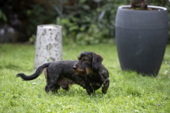 Rough-haired dachshund (Canis lupus familiaris) male, 4 years old, on a meadow, in the garden,