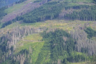 Major forest damage in a spruce forest near Obertilliach, Tyrol, Austria