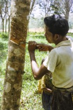 Male rubber tapper stripping off dried latex from rubber tree, Johor Bahru, Malaysia, south east