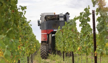 Harvest of Riesling grapes in the Palatinate