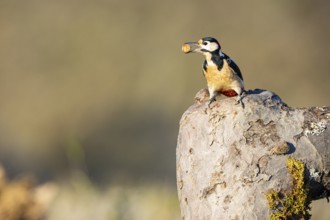 Great spotted woodpecker (Dendrocopus major) ml Germany