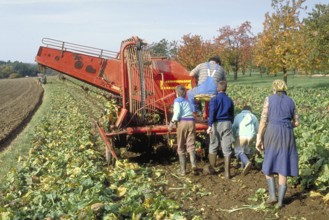 Beet harvest of a small farmer in the 1980s, Franconia Bavaria, Germany