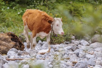Holstein Friesian cattle crossing a creek on an alpine pasture. Eng valley, Austria