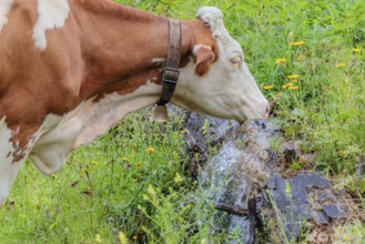 A Holstein-Friesian cow stands on a green mountain pasture in the Eng valley, Austria, drinking