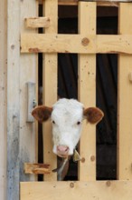 A Holstein-Friesian calf sticks its head through a wooden fence in the barn wall and looks out. Eng
