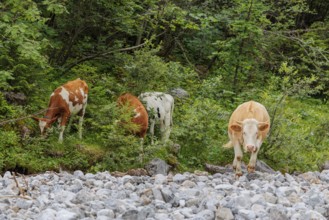 Holstein Friesian cattle crossing a creek on an alpine pasture. Eng valley, Austria