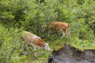 Holstein-Friesian cattle grazing on a mountain pasture in steep terrain. Eng Valley, Austria