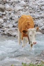 Holstein Friesian cattle crossing a creek on an alpine pasture. Eng valley, Austria