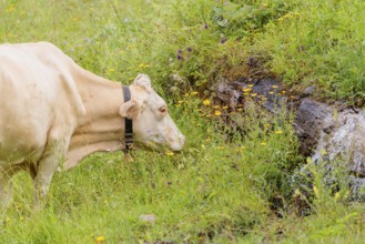 A Tyrolean Brown Swiss cow goes to a spring to drink. Eng Valley, Austria