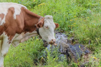 A Holstein-Friesian cow stands on a green mountain pasture in the Eng valley, Austria, drinking