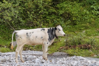 A cow crosses a creek on an alpine pasture. Eng valley, Austria