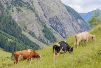 Mixed breeds of cattle grazing on a green mountain pasture in the Eng valley, Austria
