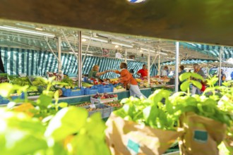 Lively market activity under a market tent with various fresh vegetables and customers,