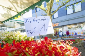 A handwritten sign points to colourful flowers at a market, Sindelfingen, Böblingen district,