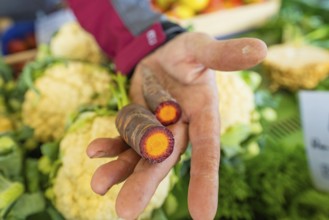 A hand holding purple carrots in front of cauliflower in the background, Sindelfingen, Böblingen