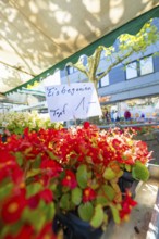 Red begonia flowers with a price tag at a market under a shaded roof, Sindelfingen, Böblingen