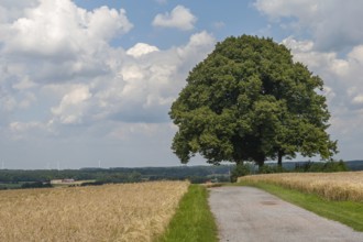 Dreilindenhöhe on the Coesfelder Berg, Coesfeld-Daruper-Höhen, Münsterland, North Rhine-Westphalia,