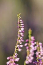 Flowering heather (Calluna vulgaris), heather, Trupacher Heide nature reserve, Siegen, North