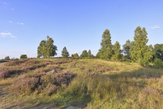 Heath landscape with heather (Calluna vulgaris) and birch trees and blue sky, Trupacher Heide