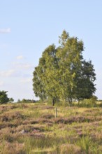 Heath landscape with heather (Calluna vulgaris) and birch trees and blue sky, Trupacher Heide