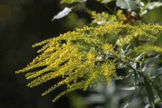 Blossoms of a goldenrod (Solidago), Bavaria, Germany