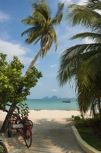White sandy beach and coconut palms, Pearl Beach, Koh Mook, Trang Province, Southern Thailand,