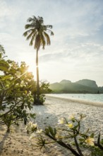 White sandy beach and coconut palms, sunset, Pearl Beach, Koh Mook, Trang Province, Southern
