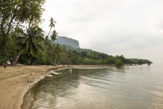 Sandy beach beach and coconut palms, Koh Mook, Trang Province, Southern Thailand, Andaman Sea,