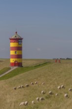 Pilsum lighthouse, flock of sheep, dyke sheep, Pilsum, East Frisia, Lower Saxony, Germany