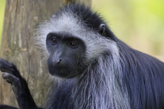 Bear snub-nosed monkey (Colobus polykomos), white-bearded snub-nosed monkey, bear snub-nosed