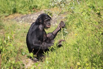 Bonobo (Pan Paniscus), pygmy chimpanzee, adult, female, juvenile, mother, social behaviour,