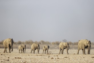 African Elephant (Loxodonta africana). Breeding herd rushing towards a waterhole. Etosha National