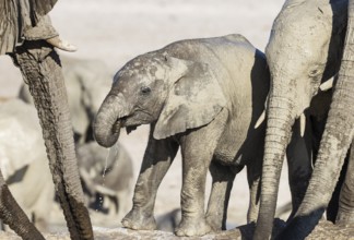 African Elephant (Loxodonta africana). Breeding herd with calf drinking at a waterhole. Etosha