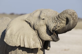 African Elephant (Loxodonta africana). Female drinking at a waterhole. Etosha National Park,