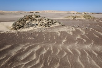 Small sand heaps form around the sparse vegetation in the Namib Desert. Skeleton Coast National