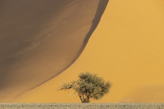 Sand dune and camelthorn tree (Vachellia erioloba) in the Namib Desert, Namib-Naukluft Park,