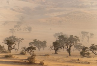 Camelthorn trees (Vachellia erioloba) in a sand storm in the Tsondab Valley. Namib Desert, Namibia