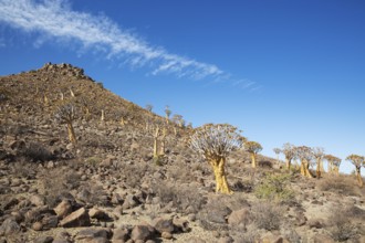 Quiver Tree (Aloidendron dichotomum). At the slope of a conical rock, a so-called Prince Albert