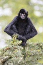 Brown-headed spider monkey (Ateles fusciceps rufiventris), alert, sitting, on tree, South America