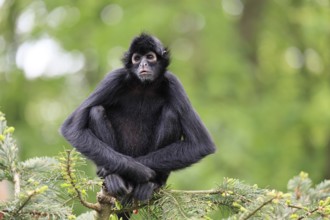 Brown-headed spider monkey (Ateles fusciceps rufiventris), alert, sitting, on tree, South America